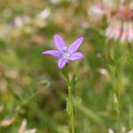 Small Venus' looking glass, Triodanis biflora