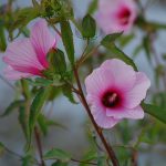 Smooth rose-mallow, Hibiscus laevis