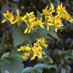 Southern crownbeard, Verbesina occidentalis