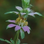 Spotted beebalm, Monarda punctata