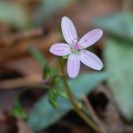 Spring beauty, Claytonia virginica