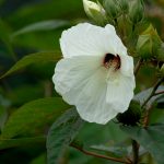 Swamp rose-mallow, Hibiscus moscheutos