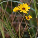 Swamp sunflower, Helianthus angustifolius