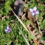 Tiny bluet, Houstonia pusilla