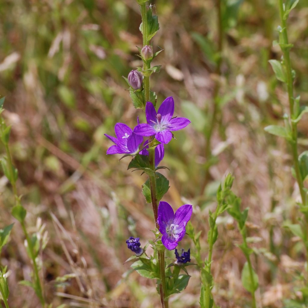 Venus' looking glass, Triodanis perfoliata