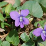 Violet, Viola sororia