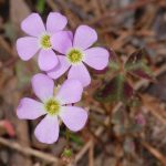 Violet wood sorrel, Oxalis violacea