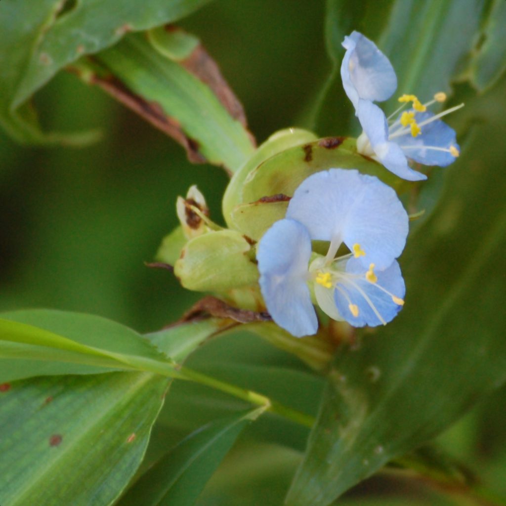 Virginia dayflower, Commelina virginica