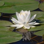 Water lily, Nymphaea odorata