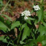 Wild quinine, Parthenium integrifolium