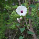 Wild sweetpotato, Ipomoea pandurata