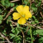 Wood sorrel, Oxalis stricta