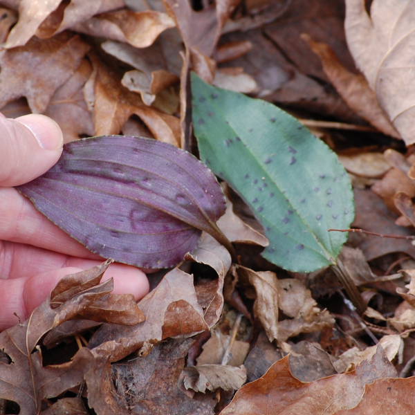 Cranefly orchid leaves, Tipularia discolor