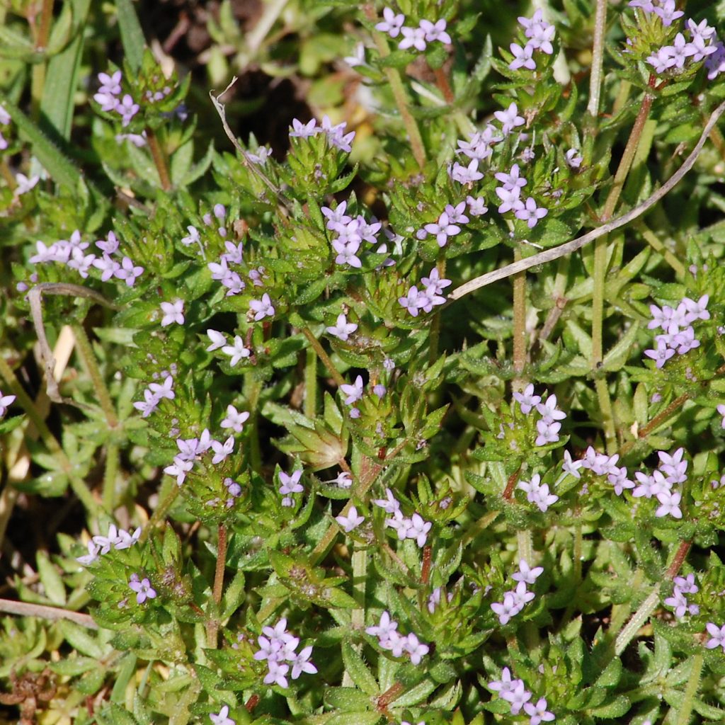 Blue field-madder, Galium sherardia