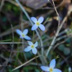 Bluet, Houstonia caerulea