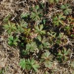 Carolina geranium, Geranium carolinianum