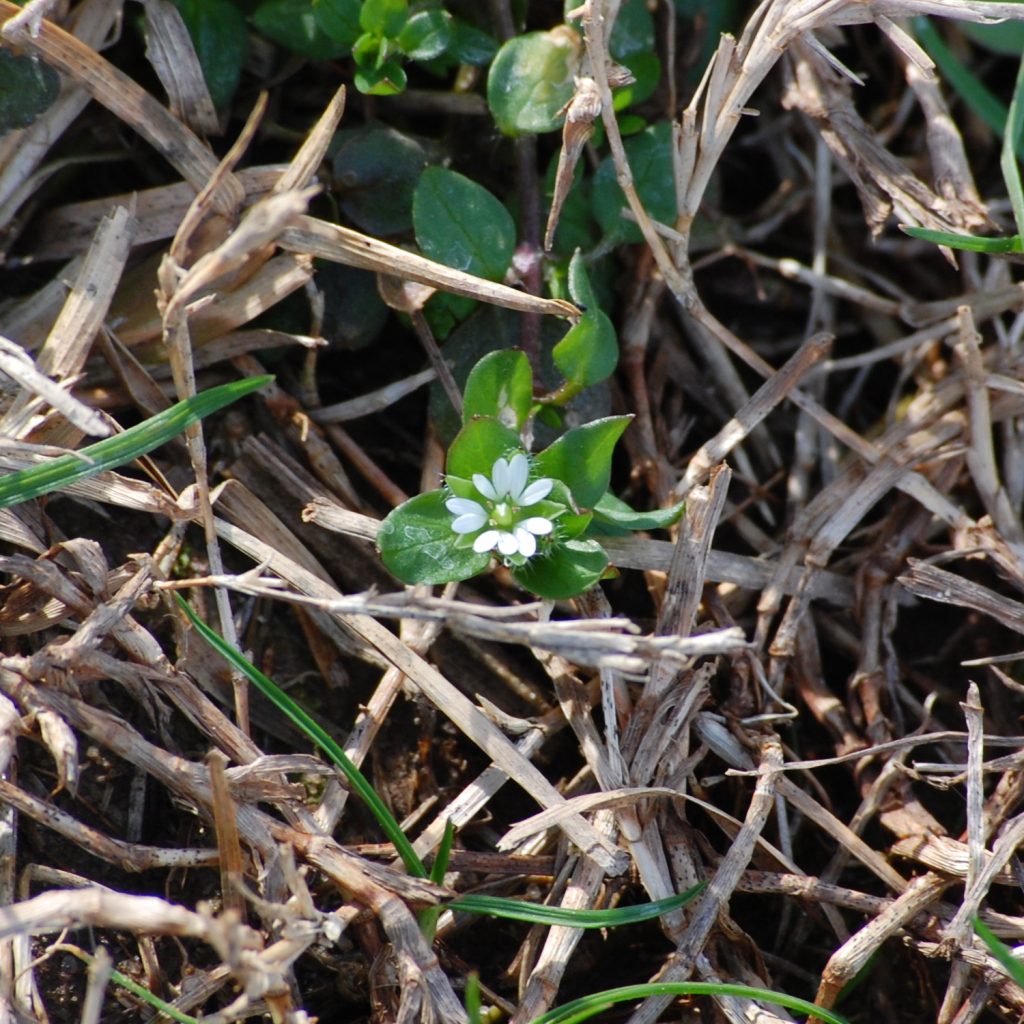 Common chickweed, Stellaria media