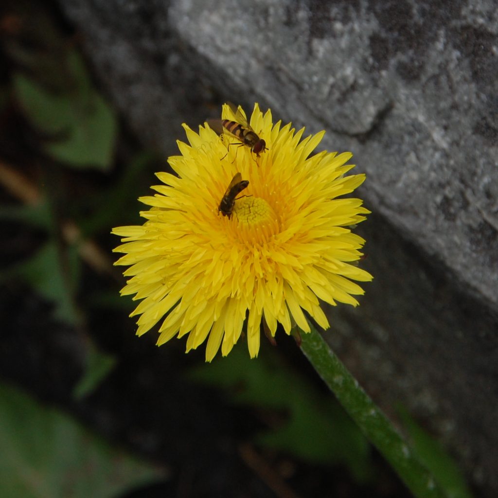 Dandelion, Taraxacum officinale