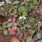 Hairy bittercress, Cardamine hirsuta