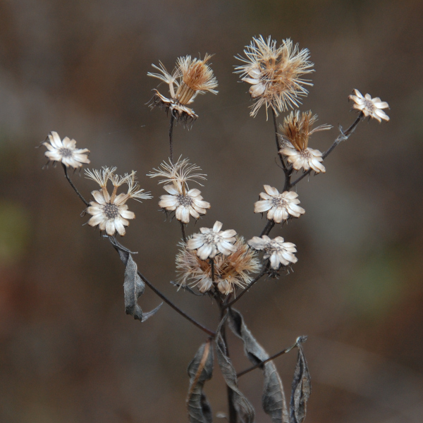 New York ironweed, Vernonia noveboracensis