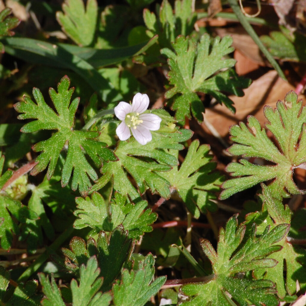 Carolina geranium, Geranium carolinianum