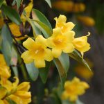 Carolina jessamine, Gelsemium sempervirens