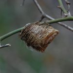 Chinese mantid egg case, Tenodera sinensis