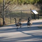 Canada Goose, Branta canadensis, on Shiloh Greenway