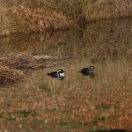 Hooded merganser, Lophodytes cucullatus