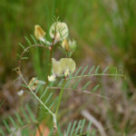 Large yellow vetch, Vicia grandiflora