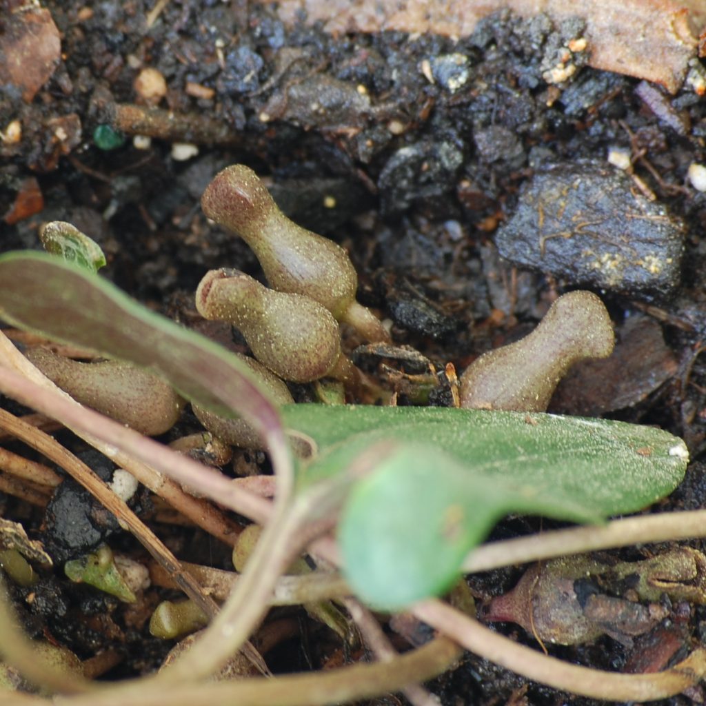 Little brown jug, Asarum arifolium