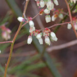 Mayberry, Vaccinium elliottii