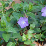 Periwinkle, Vinca major