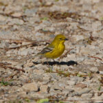 Pine warbler, Setophaga pinus