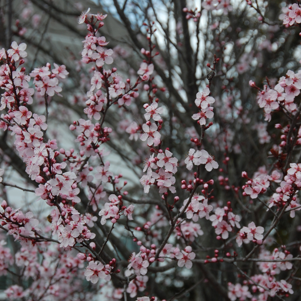 Plum tree, Prunus domestica