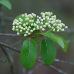 Rusty blackhaw, Viburnum rufidulum