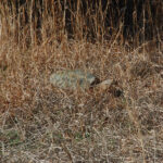 Snapping turtle, Chelydra serpentina