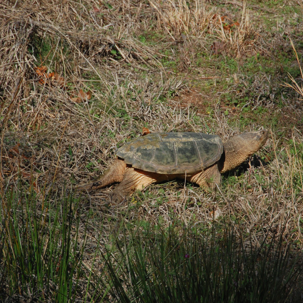 Snapping turtle, Chelydra serpentina