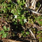 Southern bluet, Houstonia micrantha