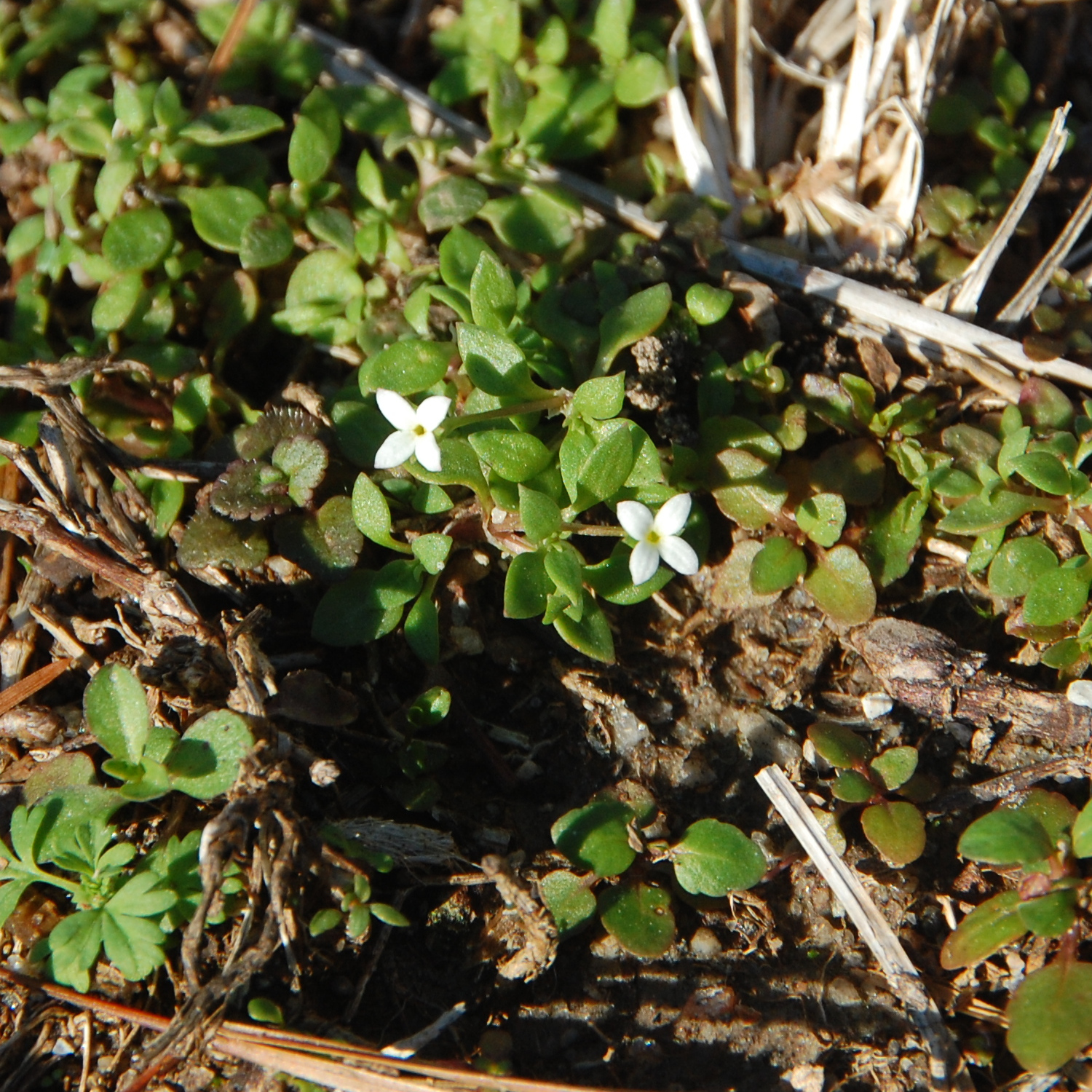 Southern bluet, Houstonia micrantha