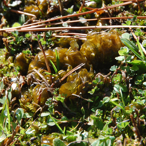 Star jelly, Nostoc commune