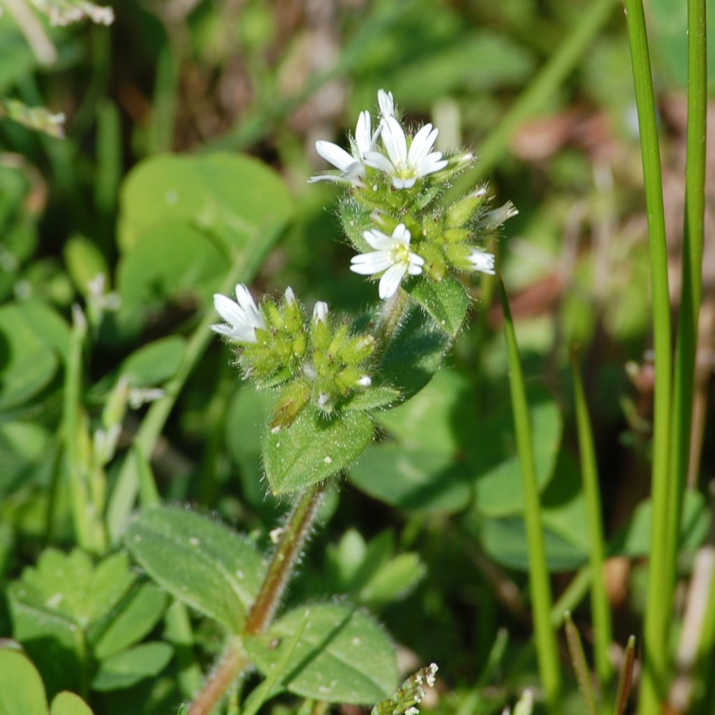 Sticky mouse-ear, Cerastium glomeratum