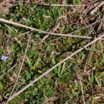 Tiny bluet, Houstonia pusilla