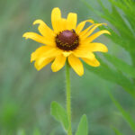 Black-eyed Susan, Rudbeckia hirta