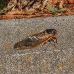 Periodical Cicada, Brood XIX, Magicicada