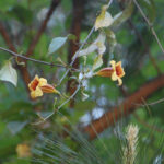 Crossvine, Bignonia capreolata