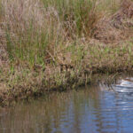 Mallard duck ducklings, Anas platyrhynchos