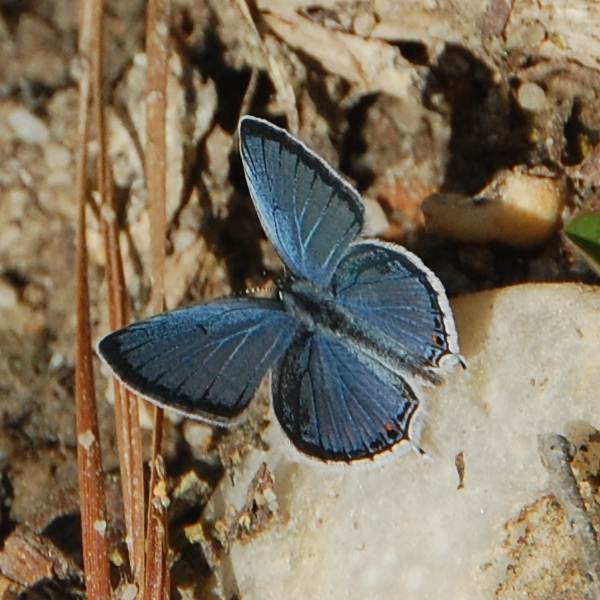 Eastern tailed-blue butterfly, Cupido comyntas