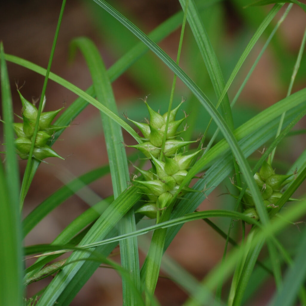 Gray's sedge, Carex grayi