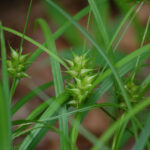 Gray's sedge, Carex grayi